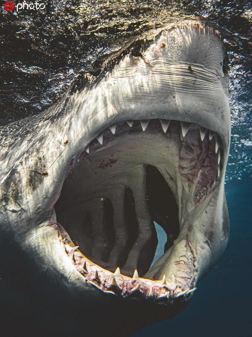 凶猛的鲨鱼