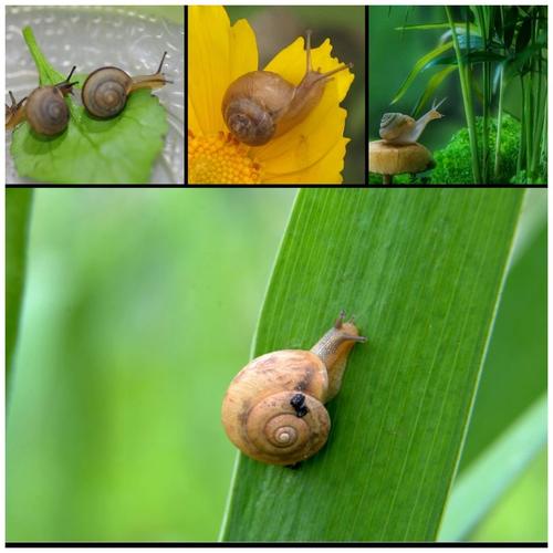 蜗牛生活在哪里